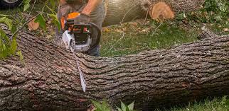 How Our Tree Care Process Works  in  Spring Valley Lake, CA