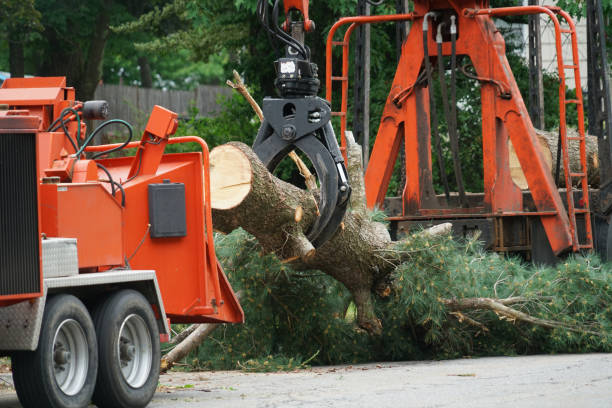 Best Palm Tree Trimming  in Spring Valley Lake, CA